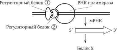   ,    X  ,     '    