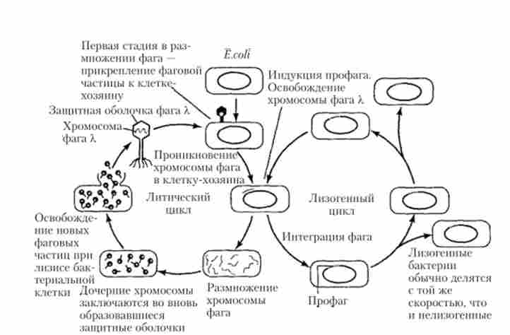       X   . coli