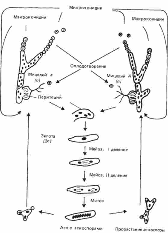     (Neurospora crassa)