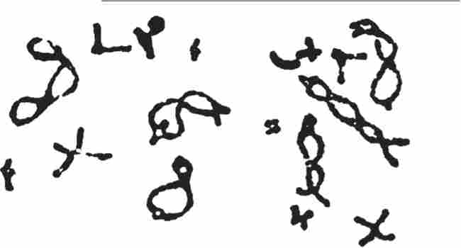 䳿    