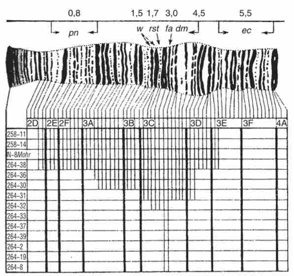      w   ' - D. melanogaster