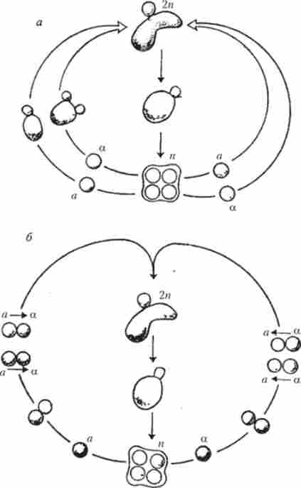    Saccharomyces cerevisiae