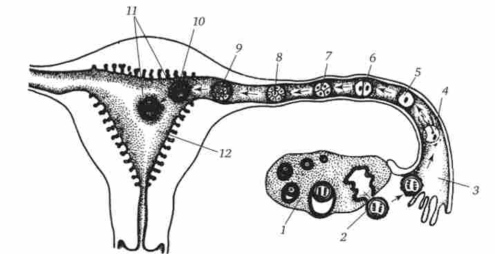,      1-  