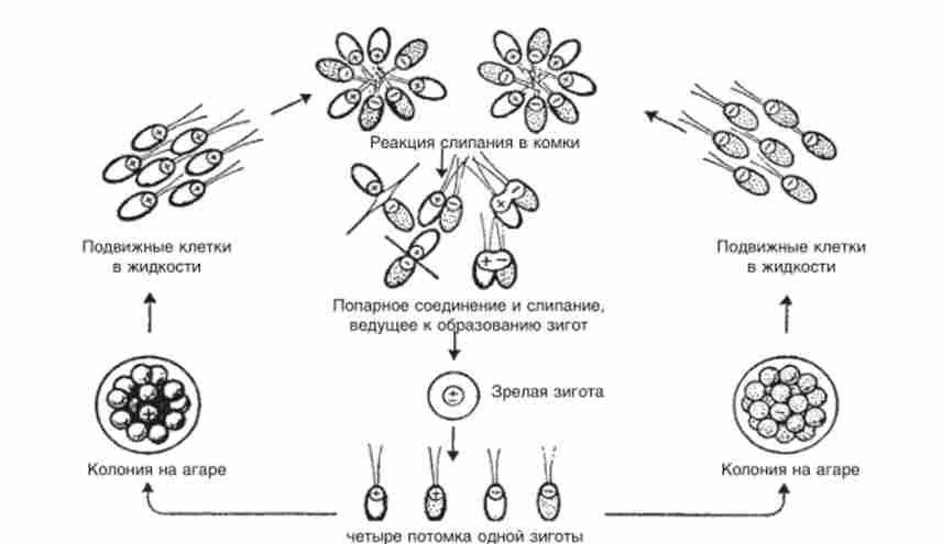     (Chlamydomonas reinhardtii)