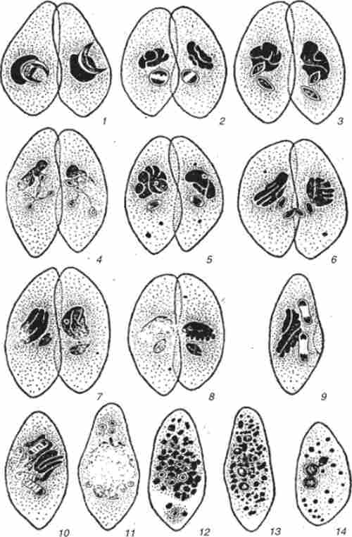 ' Paramecium caudatum