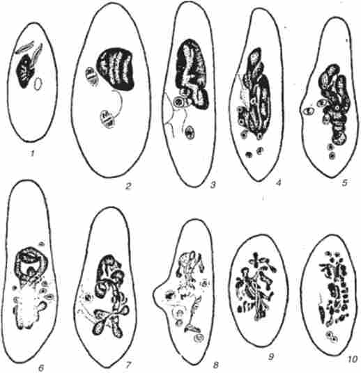   Paramecium aure / ia