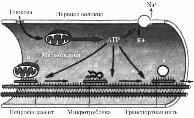 ó   
