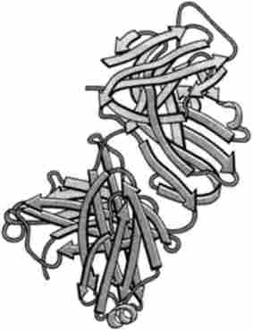   -  G ( PDB-200I) C 'hiara, J. ., Strura, ., Wilson, J .; Science, 264. . 82, 1994