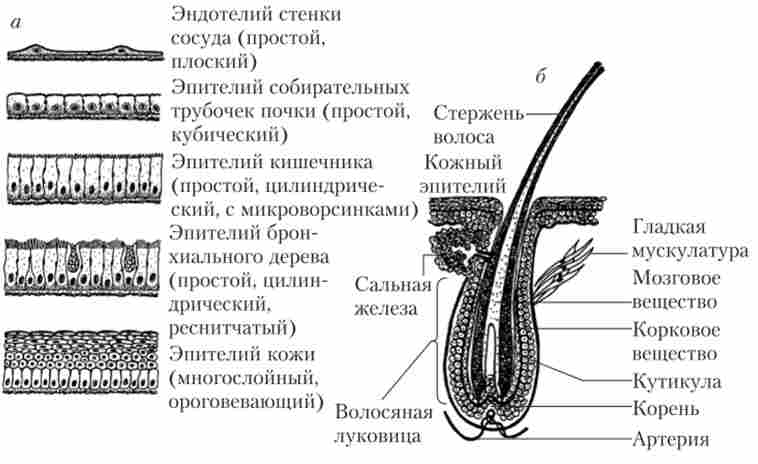 г    ()         ()