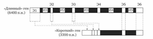    box (cob)  ,    