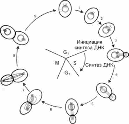         Saccharomyces cerevisiae