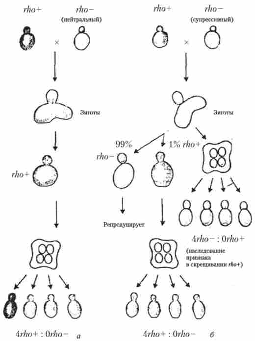   Pet '  Saccli. cerevisiae   rho ~  rho *
