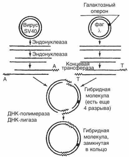      SP40    X,    ?. coli