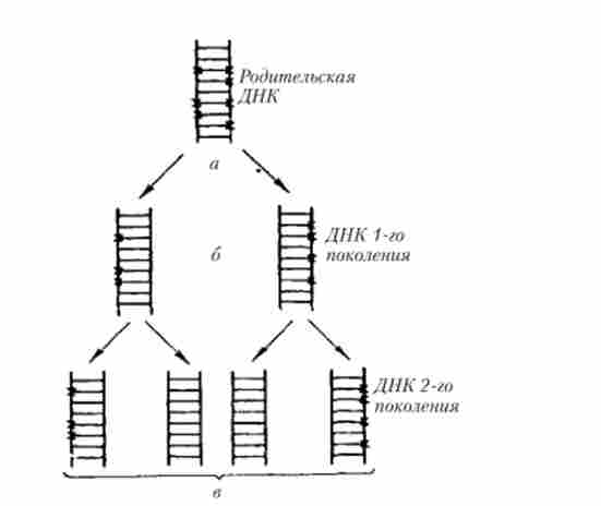   ,       (N)